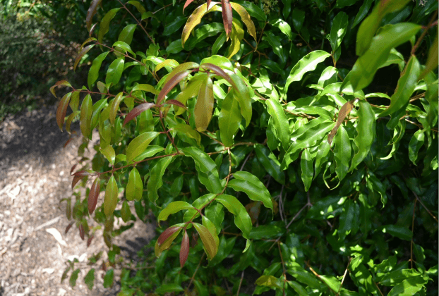 Flaked Aniseed Myrtle - 20g
