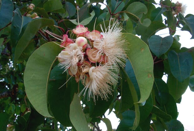 Bush Apple Native Syrup 1:2 - 500ml