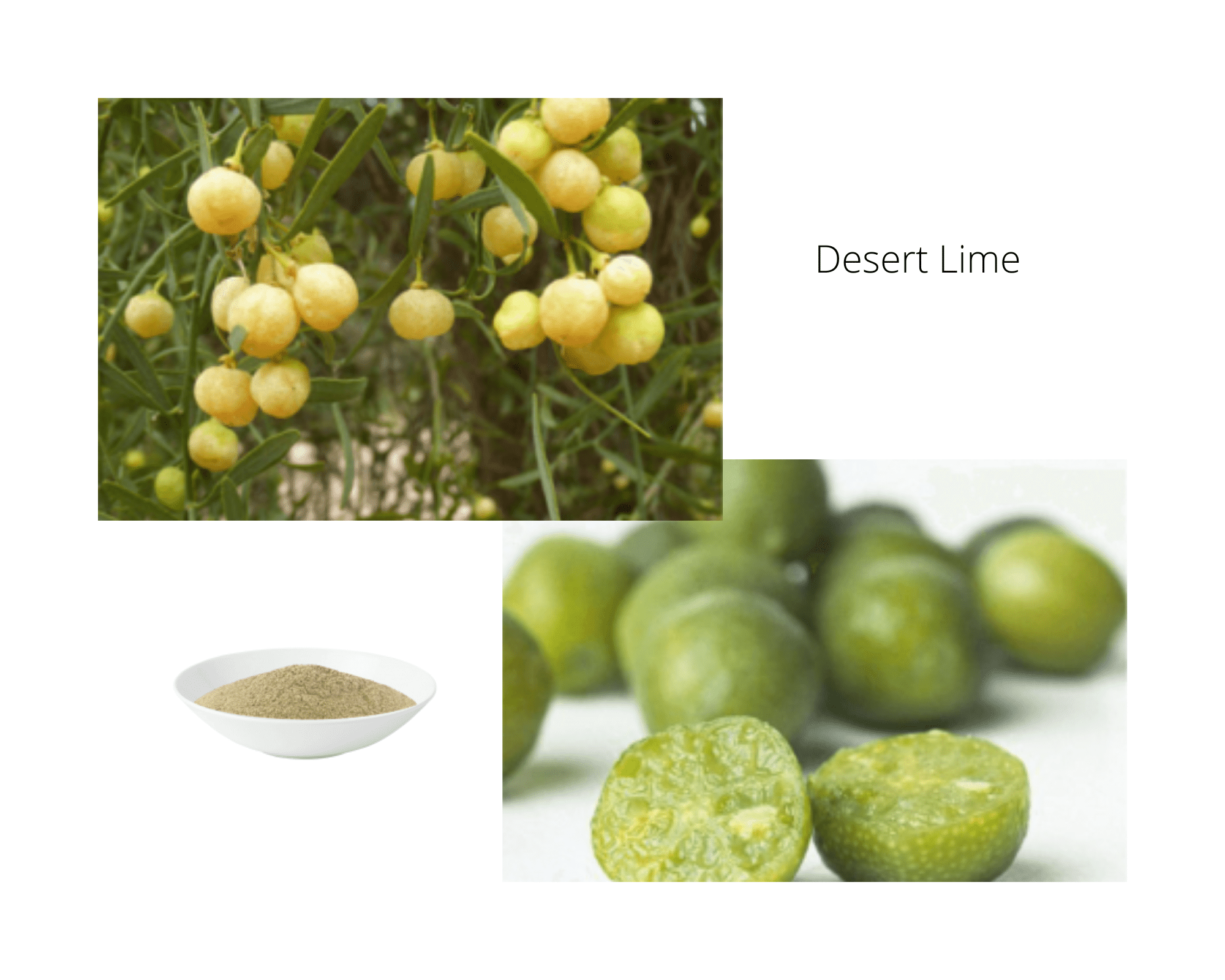 Freeze Dried Desert Lime - 30g