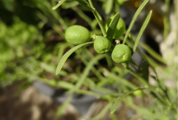 Freeze Dried Desert Lime  - 80g