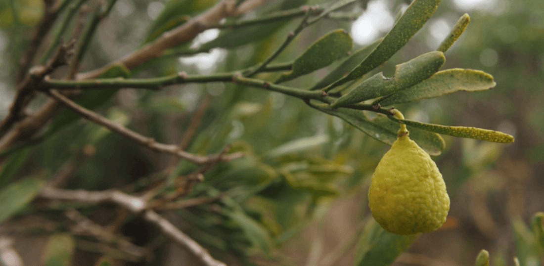 Desert Lime Native Syrup 1:2 - 50ml
