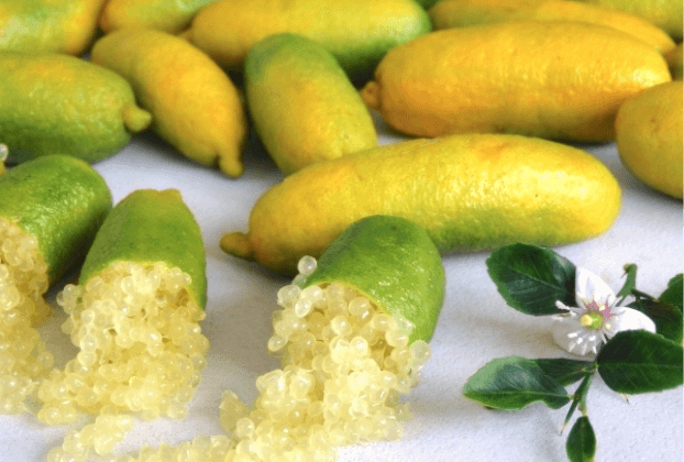 Finger Lime Extract 1:2 - 50ml