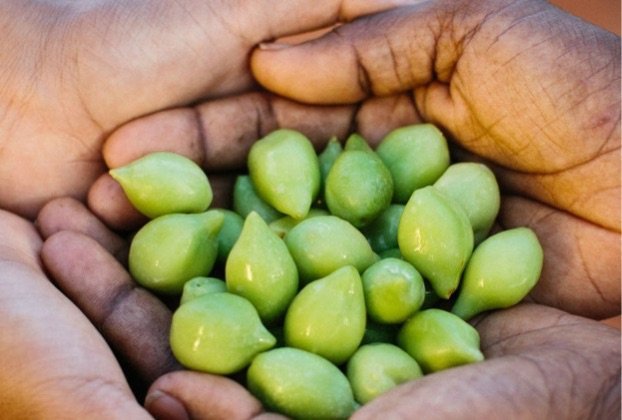 Kakadu Plum Native Syrup 1:2 - 50ml