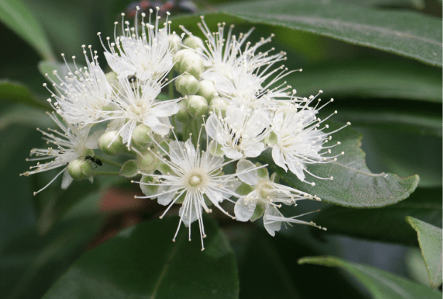 Lemon Myrtle Extract 1:5 - 500ml