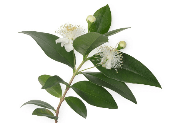 Flaked Lemon Myrtle - 1kg