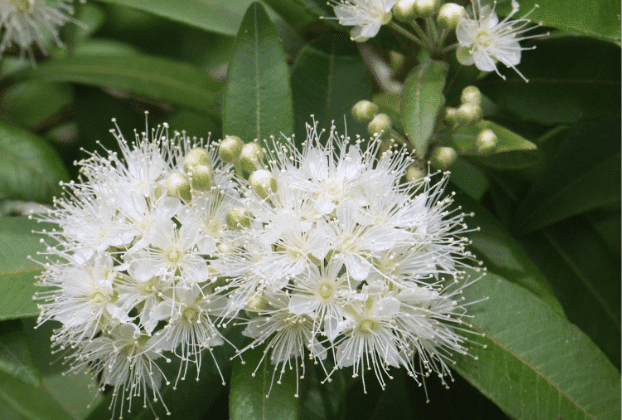 Flaked Lemon Myrtle - 1kg