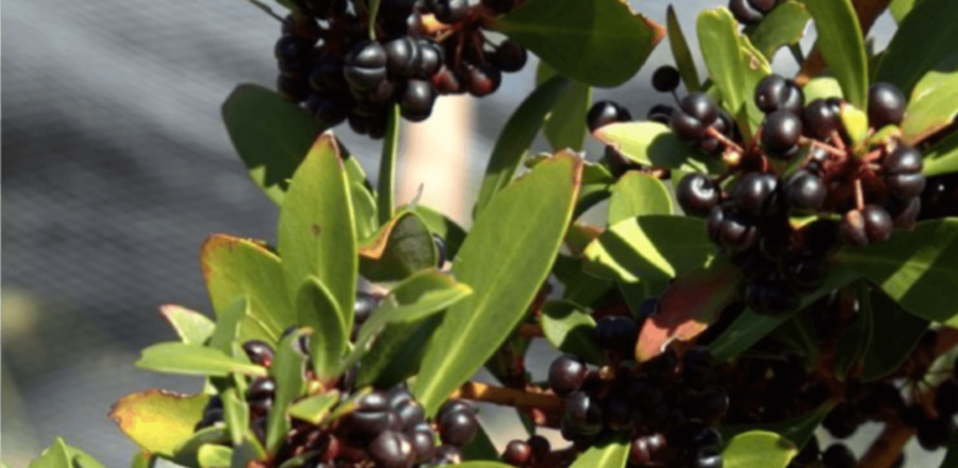 Whole Mountain Pepperberry - 250g