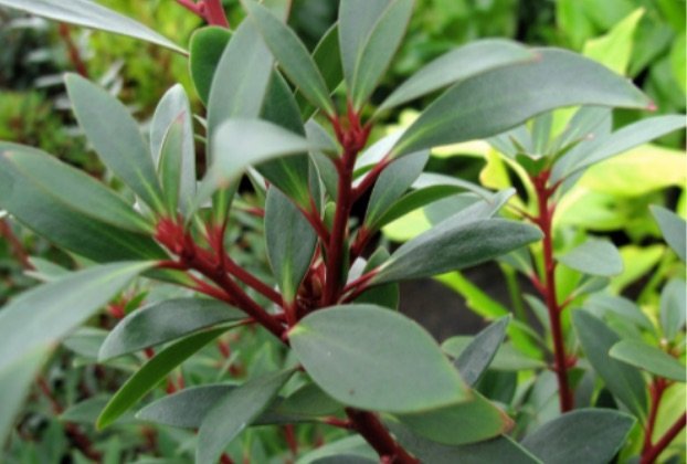Fine Mountain Pepper Leaf - 20g