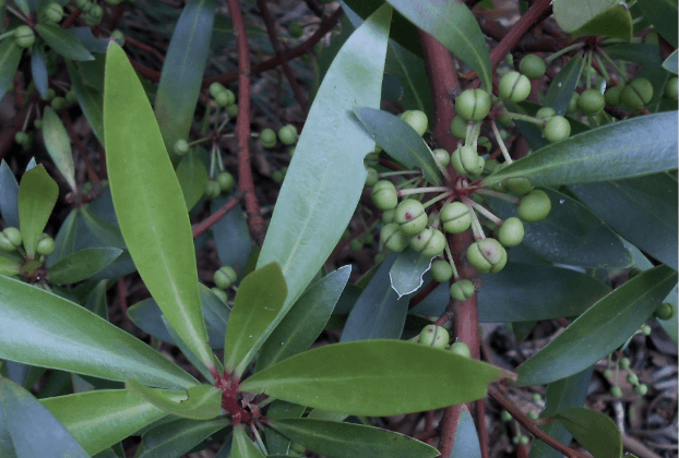 Mountain Pepper Leaf Extract 1:2 - 500ml