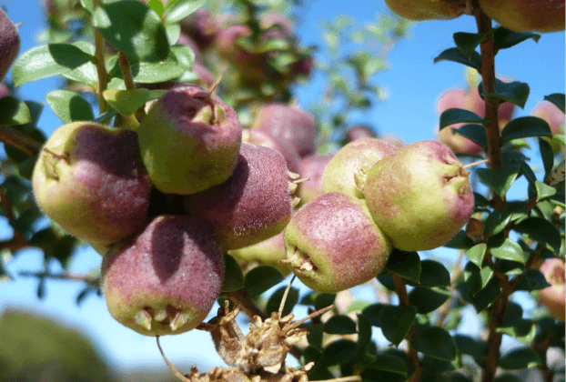 Freeze Dried Muntries - 20g