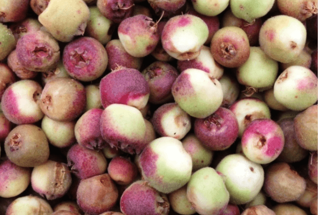 Freeze Dried Muntries - 20g