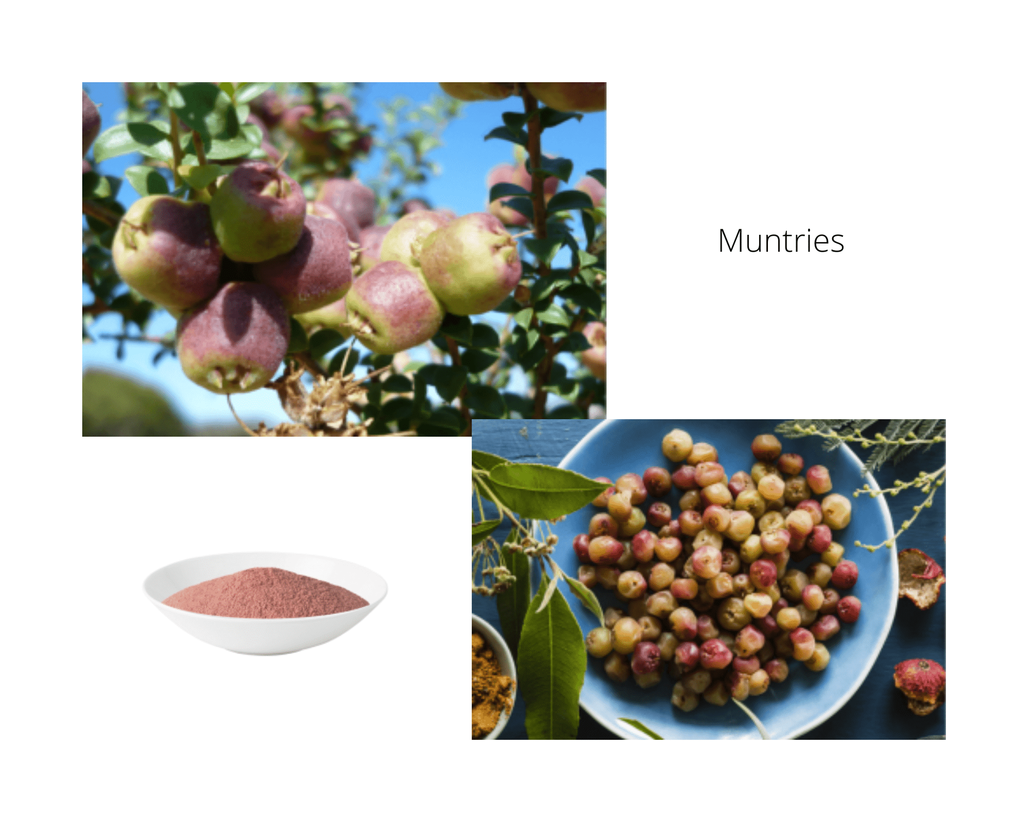 Freeze Dried Muntries - 20g