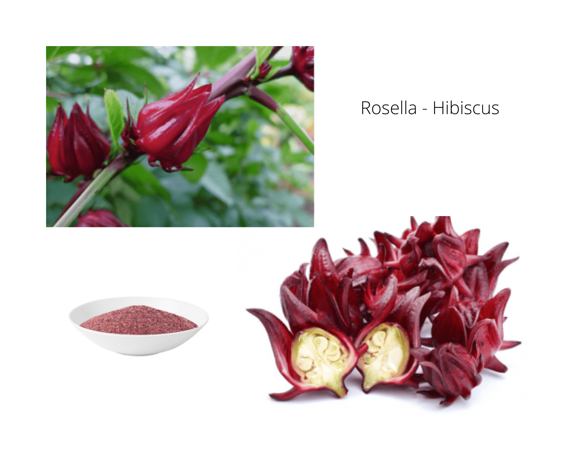 Freeze Dried Rosella - 1kg