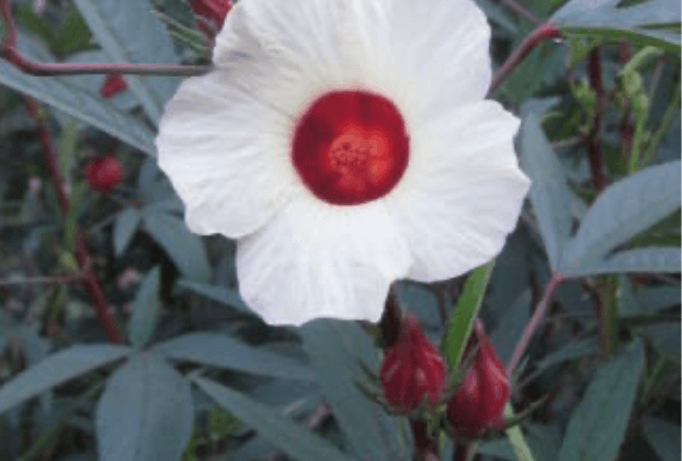 Rosella Native Syrup 1:2 - 50ml