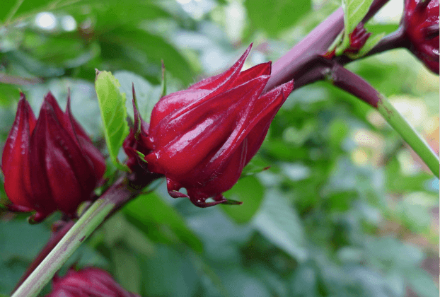 Rosella Native Syrup 1:2 - 50ml