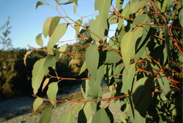 Fine Strawberry Gum - 80g