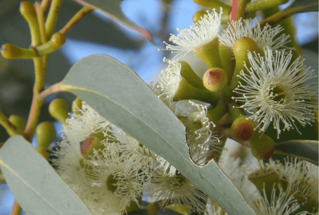 Fine Strawberry Gum - 80g