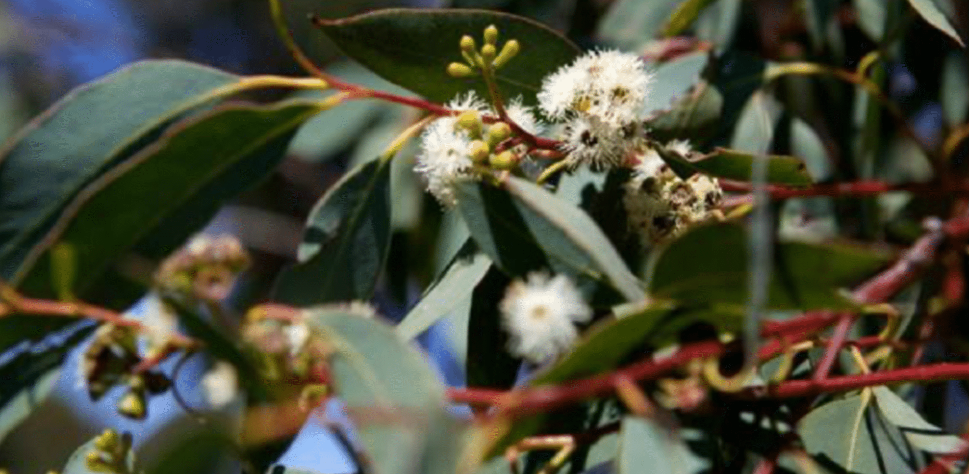 Flaked Strawberry Gum - 1kg