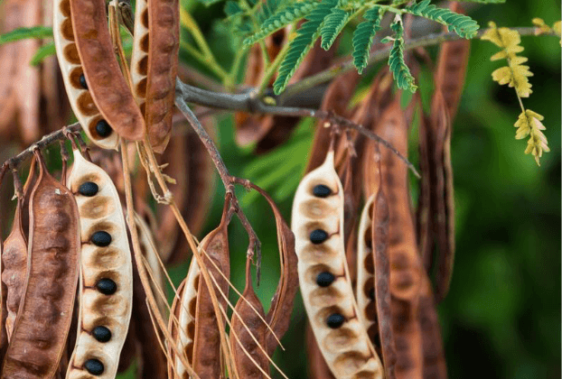 Wattleseed Extract 1:2 - 50ml