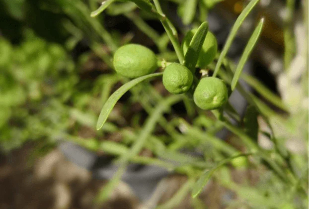 Freeze Dried Desert Lime - 1kg