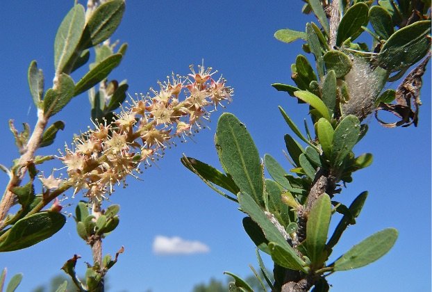 Flaked Jilungin Native Tea - 250g