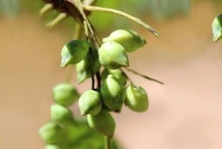 Kakadu Plum Native Syrup 1:2 - 500ml