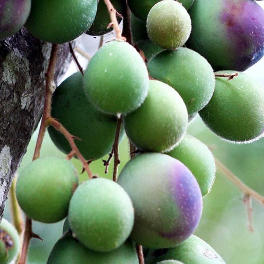 Davidson Plum Extract 1:2 - 500ml