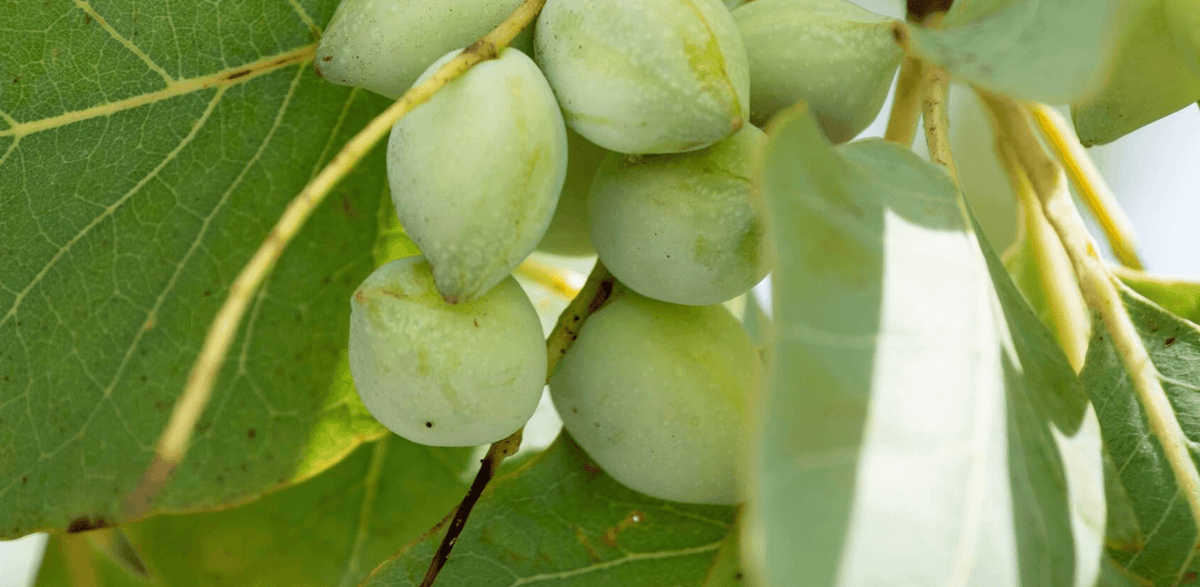 Freeze Dried Kakadu Plum - 1kg – Aus Superfood Co